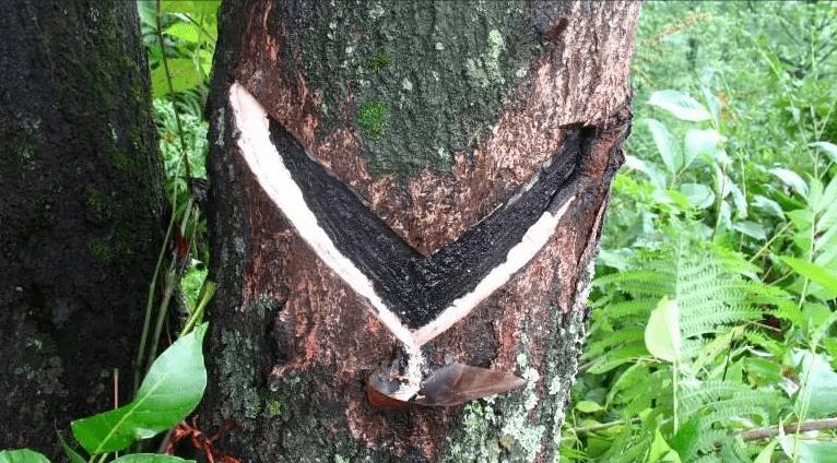 日皮视频APP在线看黄机