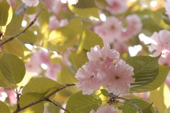 明日清明，全国哀悼_日皮视频免费看软件日皮视频APP在线看黄机