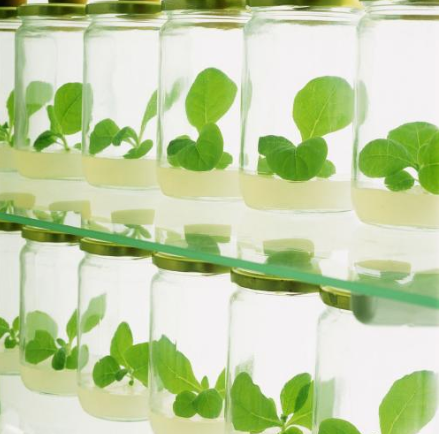 低温日皮视频APP下载安装机的诱变育种技术是一项什么样的应用？-日皮视频免费看软件日皮视频APP下载安装机