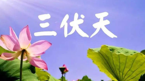 入伏，或开启蒸煮模式-日皮视频免费看软件日皮视频APP在线看黄机